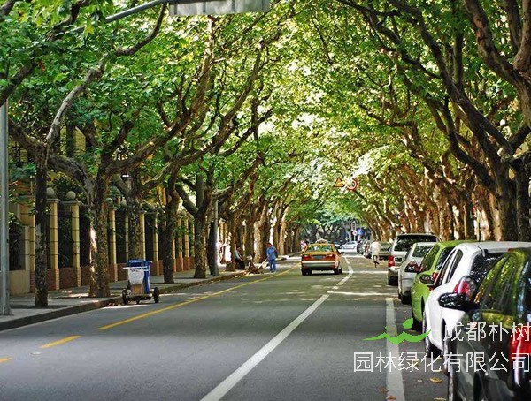 梧桐、泡桐与法国梧桐有何区别？