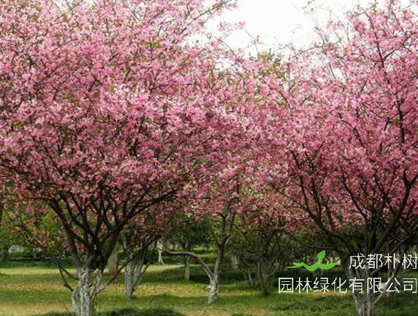 海棠中被称为四品的是哪几种？