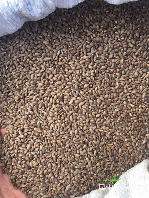 海棠的种子怎么催芽最有效？