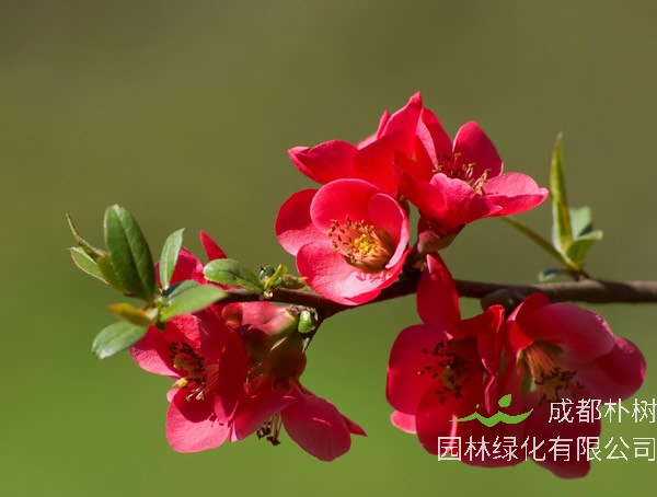 哪个品种的海棠观赏效果好？