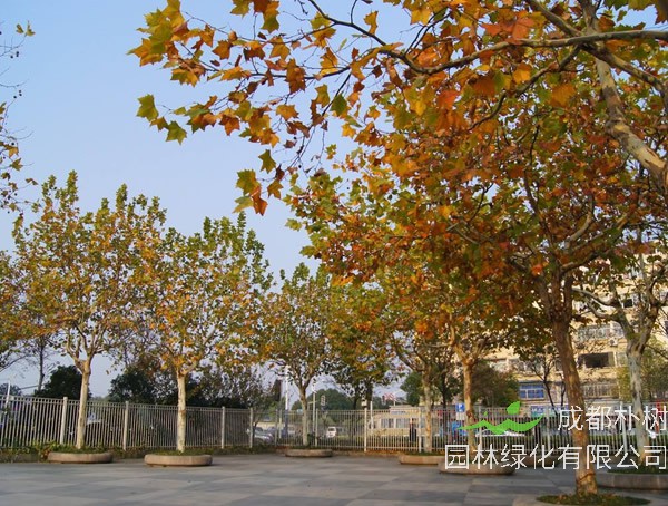 梧桐、泡桐与法国梧桐有何区别？