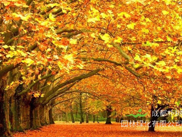 悬铃木和法国梧桐的区别有哪些？