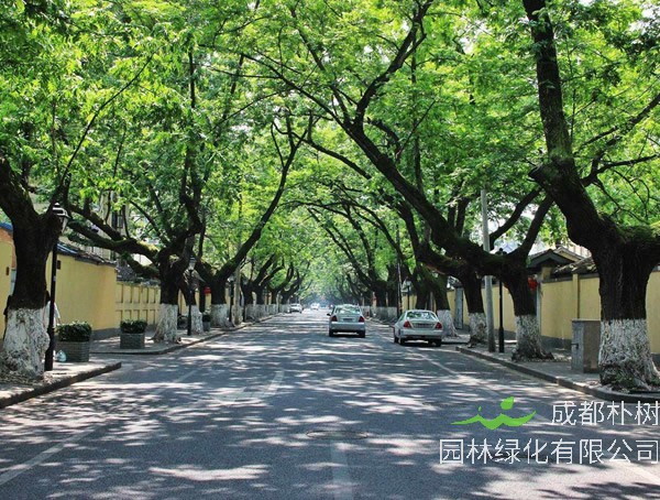 法国梧桐的扦插繁殖、播种育苗、管理养护以及病虫防治介绍