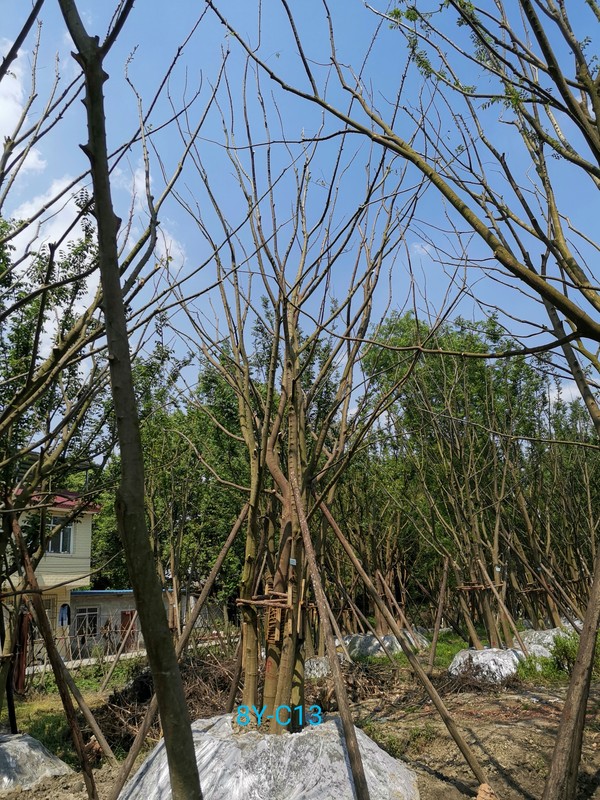 在湖南能够种植朴树么？