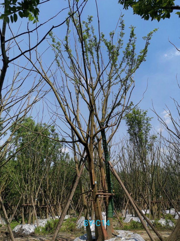 重庆市种植朴树怎么样？