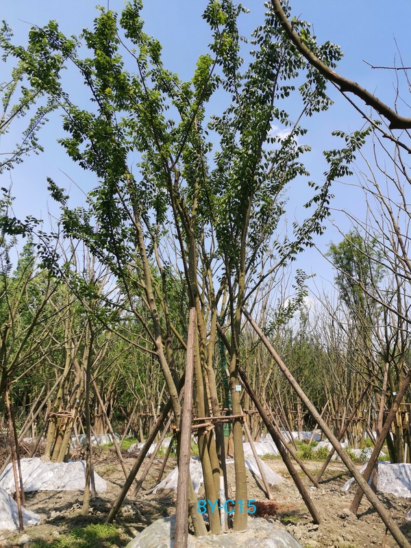 朴树的种子在哪种温度的发芽率最好？