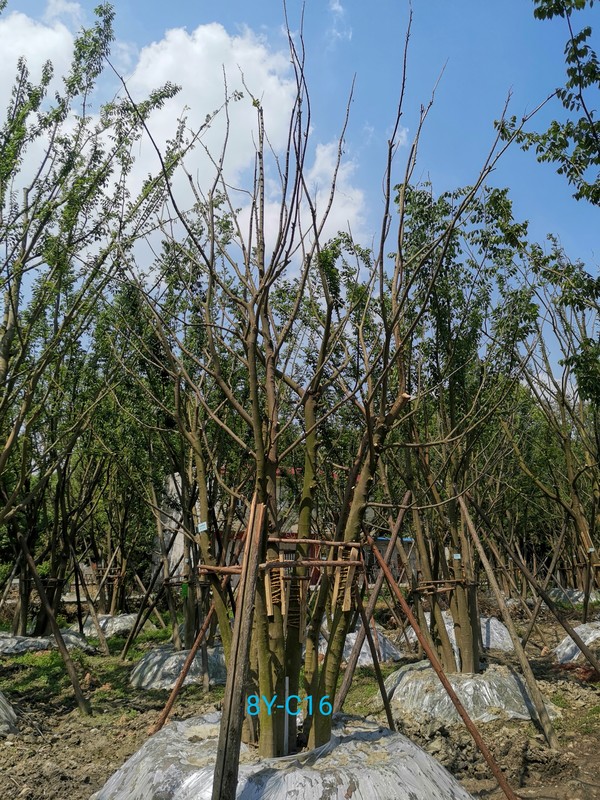 山东种植朴树怎么样？朴树能够在山东存活么？