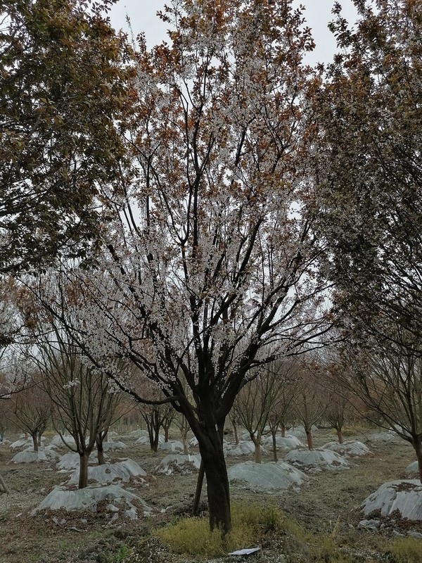 紫叶李价格，多少钱一棵？