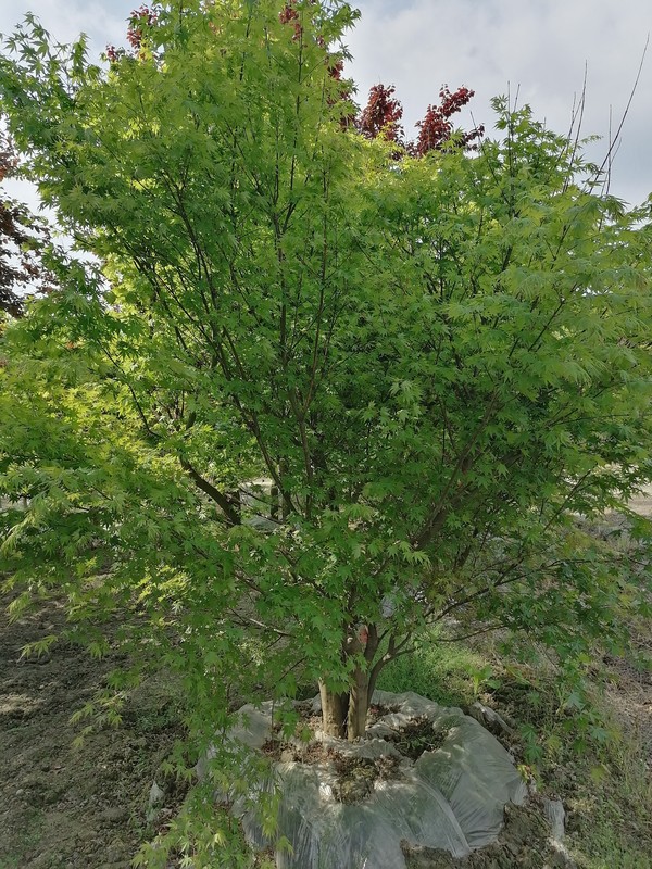 鸡爪槭的花语是什么？有哪些含义？