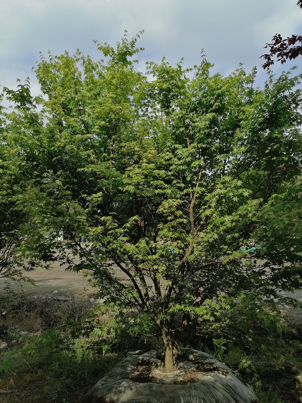 鸡爪槭的叶子常年都是红色吗？