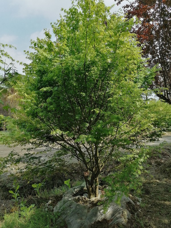 红枫与鸡爪槭有什么区别？