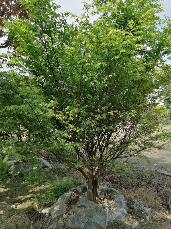 鸡爪槭会开花么？花期是什么时候？