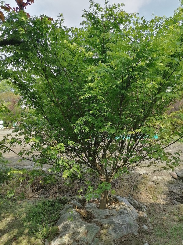 鸡爪槭的分枝点一般多高？