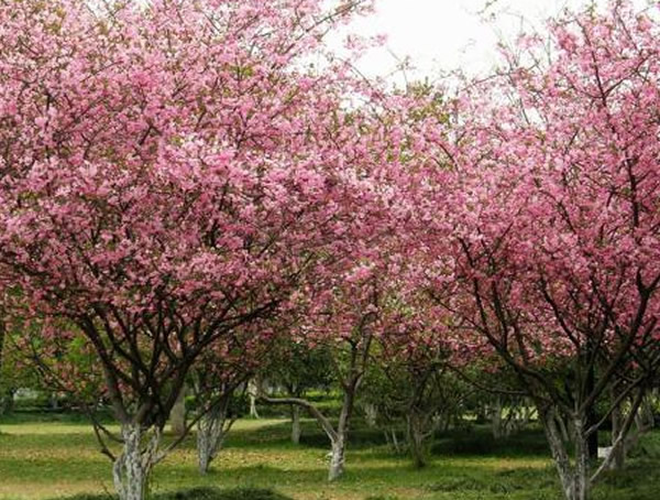 海棠中被称为四品的是哪几种？