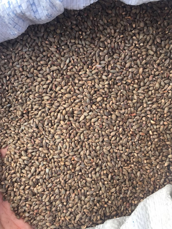 海棠的种子怎么催芽最有效？