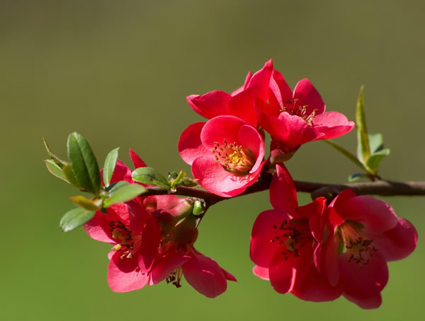 哪个品种的海棠观赏效果好？