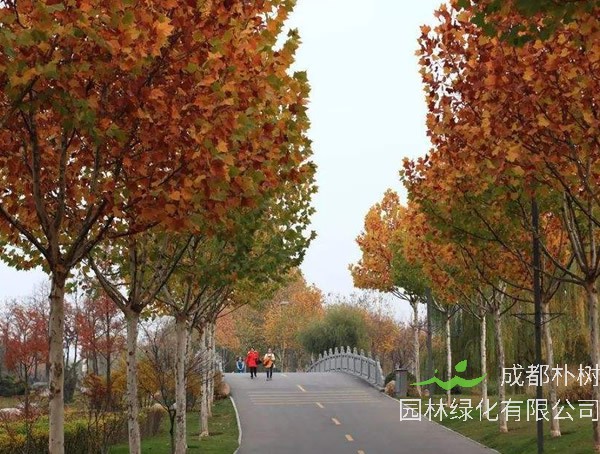 法国梧桐怎么样？法国梧桐的特点有哪些？