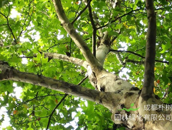 法国梧桐代表什么？法国梧桐有哪些寓意？