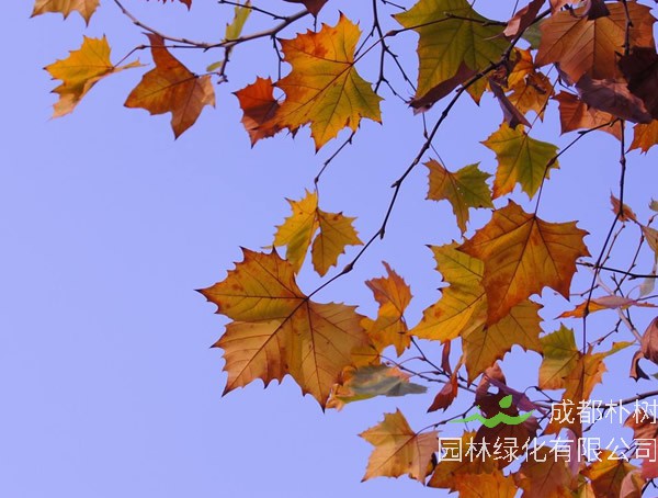 法国梧桐与英国梧桐有什么区别？