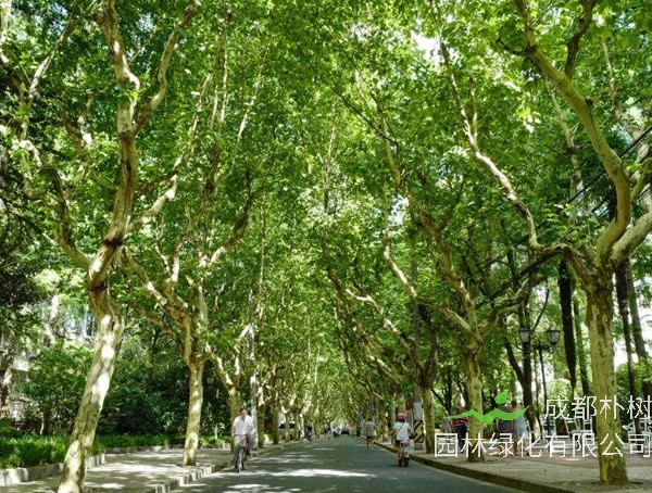 法国梧桐是何时引进的？为什么叫法国梧桐？