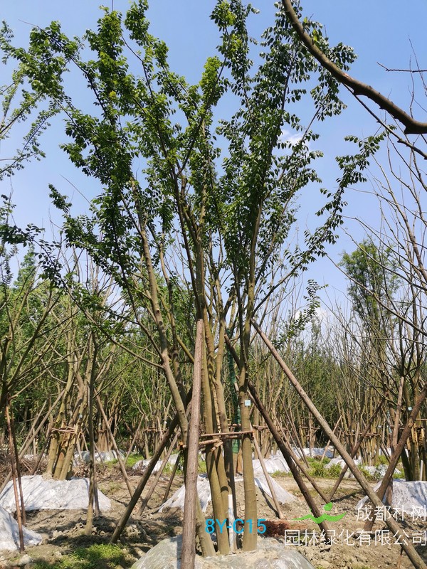 朴树的种子在哪种温度的发芽率最好？