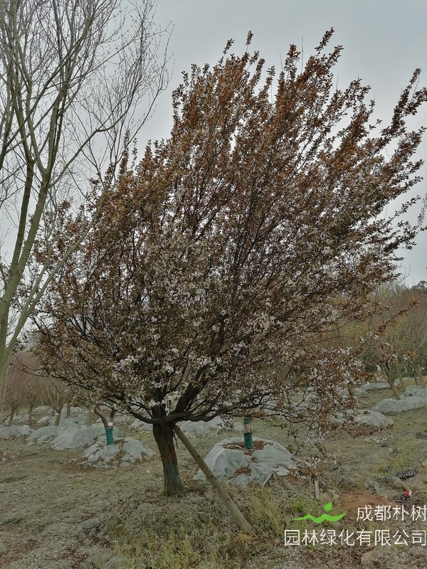 红叶李什么时候修剪？成都红叶李基地在哪儿？