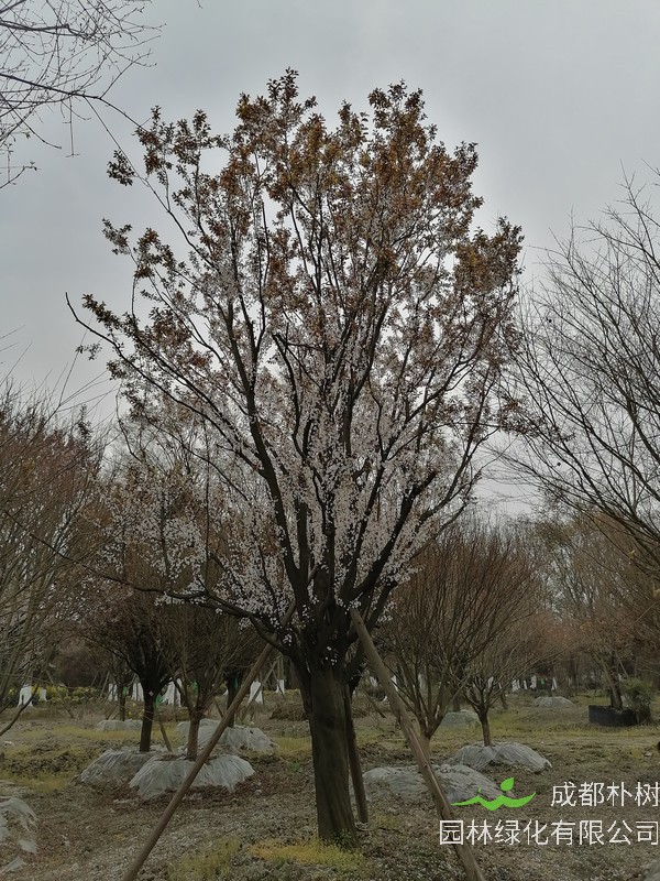 红叶李可不可以扦插？红叶李扦插时间是什么时候？