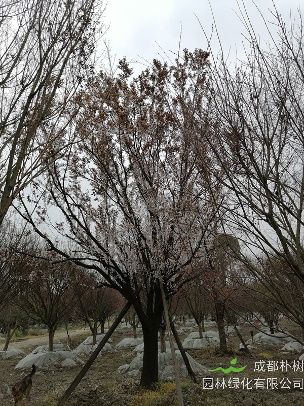 红叶李可不可以扦插？红叶李扦插时间是什么时候？