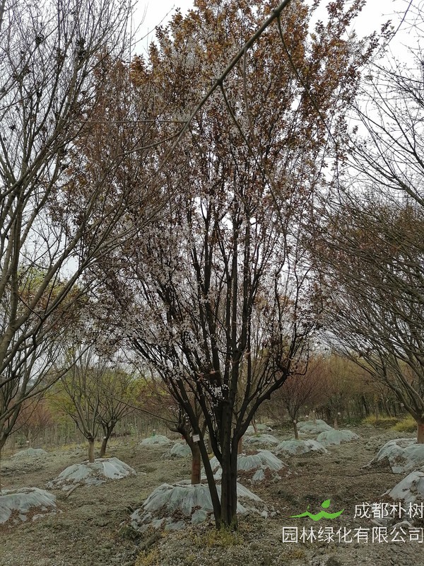 红叶李可不可以扦插？红叶李扦插时间是什么时候？