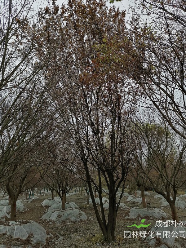 红叶李可不可以扦插？红叶李扦插时间是什么时候？