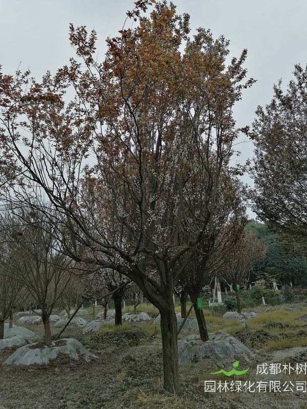 如何种红叶李？红叶李如何移栽？如何扦插红叶李？