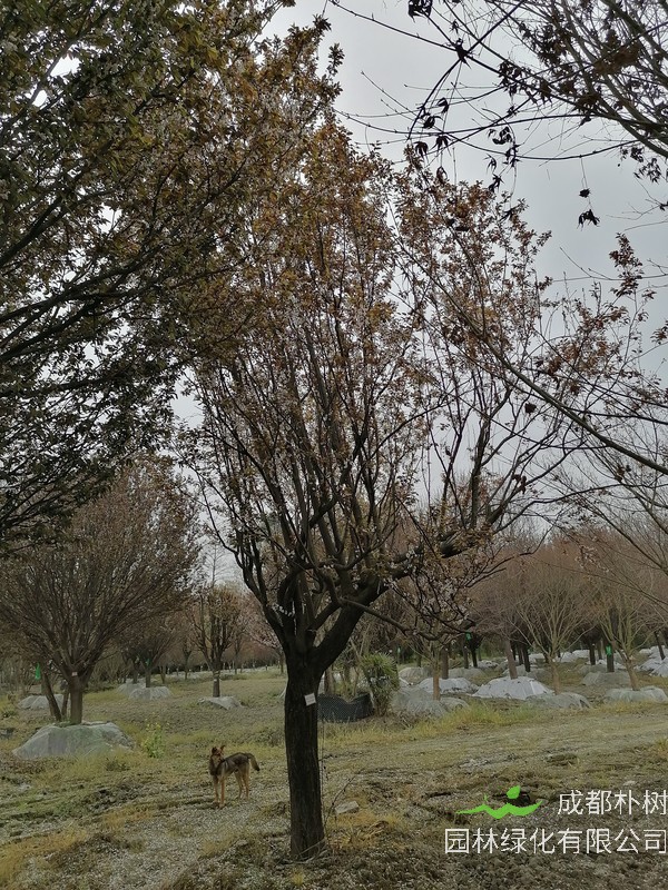 太阳李与红叶李的区别有哪些？