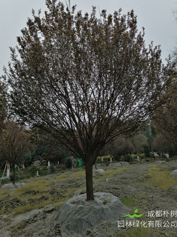 红叶李和紫叶李的区别有哪些？是同一种植物么？