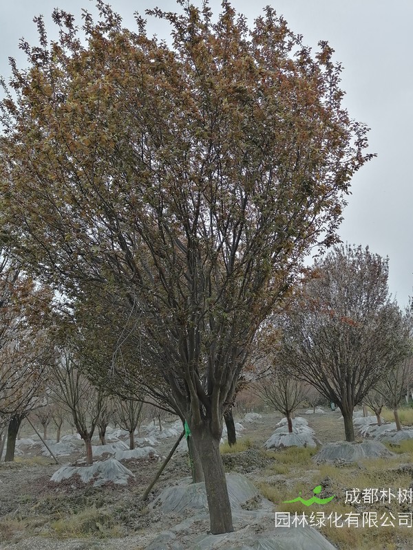 紫叶矮樱和红叶李的区别有哪些？