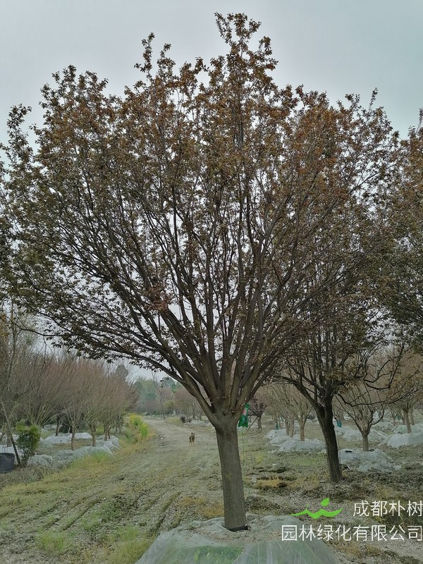 红叶李结的果成熟之后能吃吗？