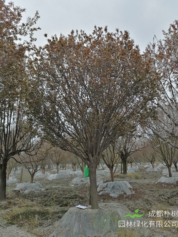 红叶李跟美人梅怎样辨别？