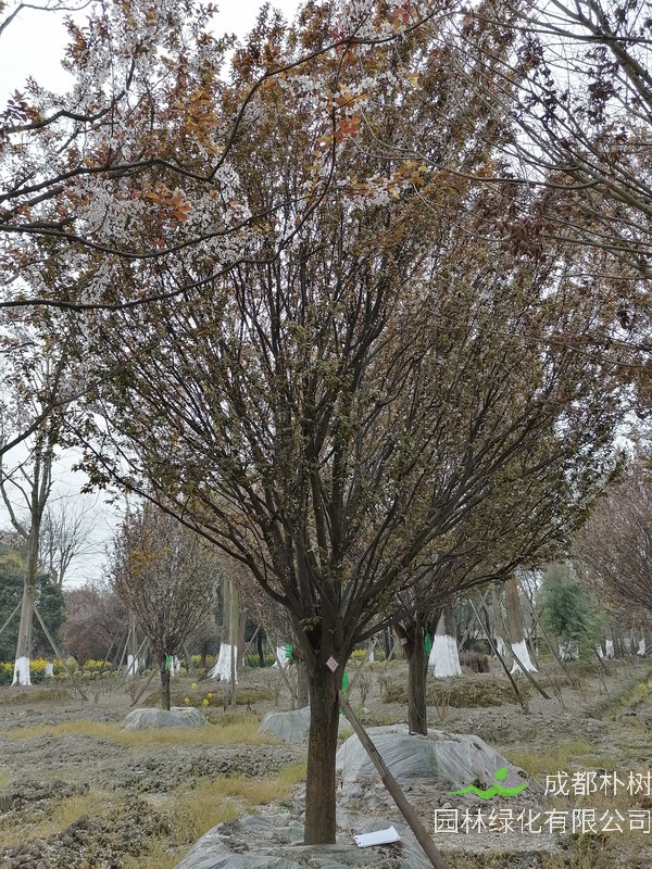 紫叶李和红叶李的花语是什么？