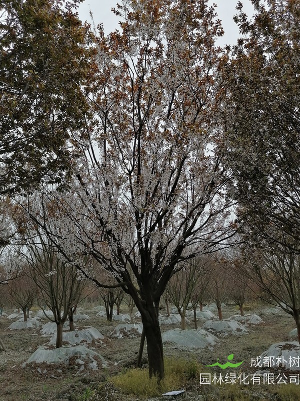 紫叶李价格，多少钱一棵？