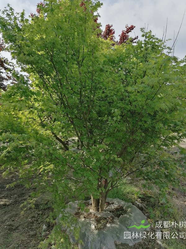 鸡爪槭的花语是什么？有哪些含义？