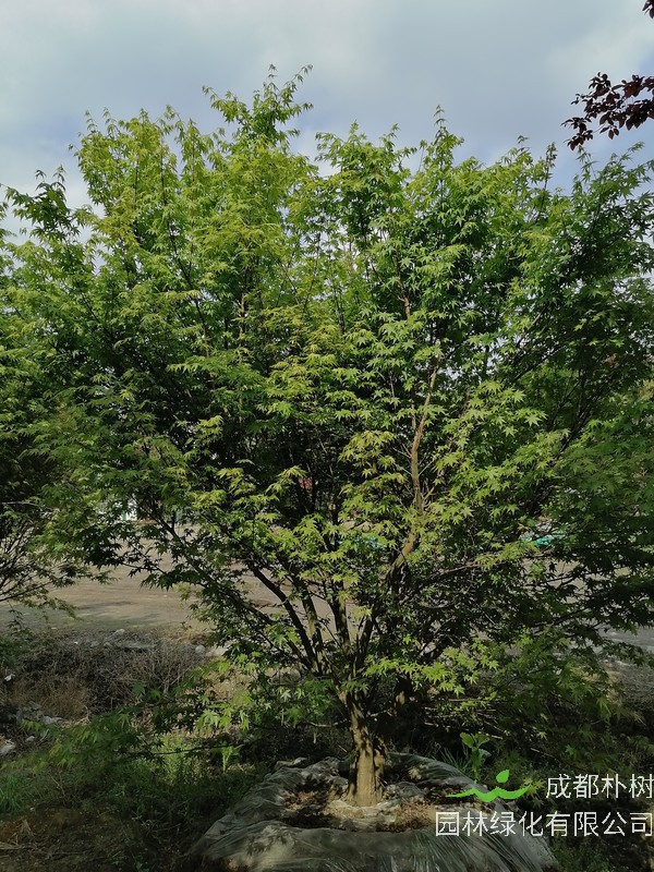 鸡爪槭的叶子常年都是红色吗？