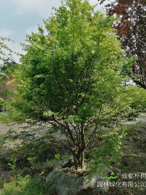 红枫与鸡爪槭有什么区别？