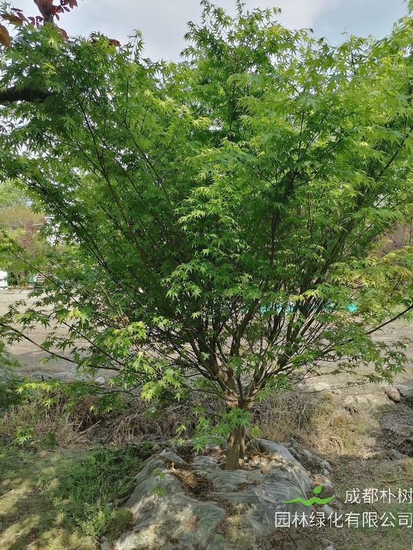 鸡爪槭的分枝点一般多高？