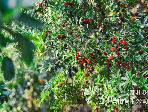 杨梅的种子怎么催芽最有效？