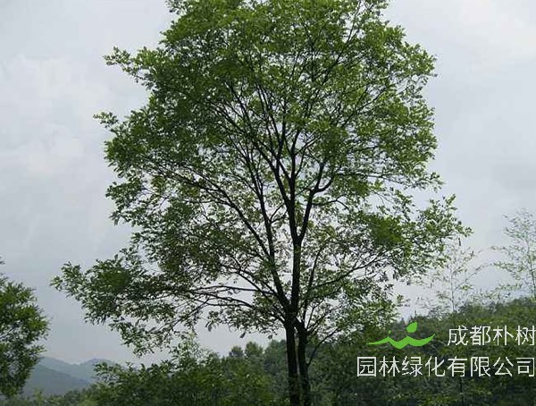 香樟树适合在什么时候种植？