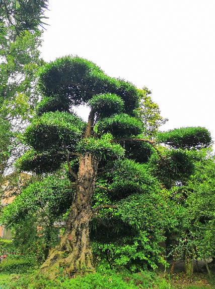 罗汉松的种子怎么进行催芽效果最好？