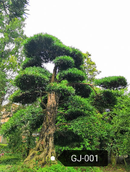 罗汉松的种子怎么种植最好？