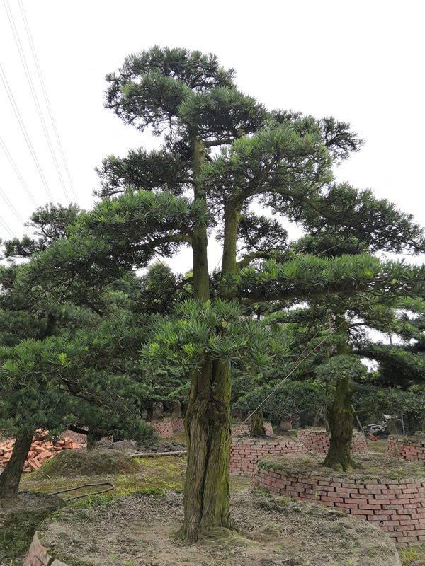 罗汉松的花期是几月，什么时候开花？
