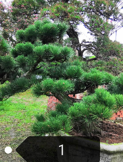 黑松的种子在什么时候播种比较好？