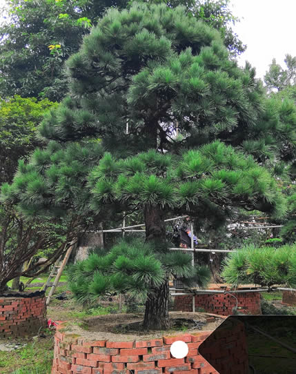 黑松的种子要怎么处理发芽率会更高？