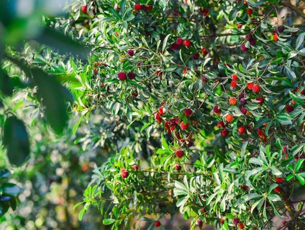 杨梅的种子怎么催芽最有效？